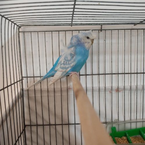 عروس هلندی لوتینو زعفرانی دستی و مرغ عشق اکثر نژاد ها