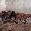 3عدد بره چاق