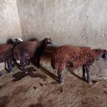 3عدد بره چاق