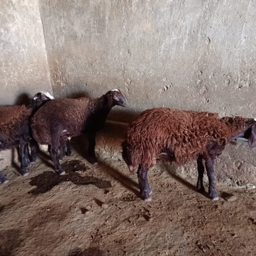 3عدد بره چاق