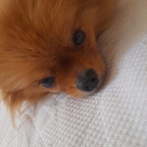 سگ پامر پرتقالی