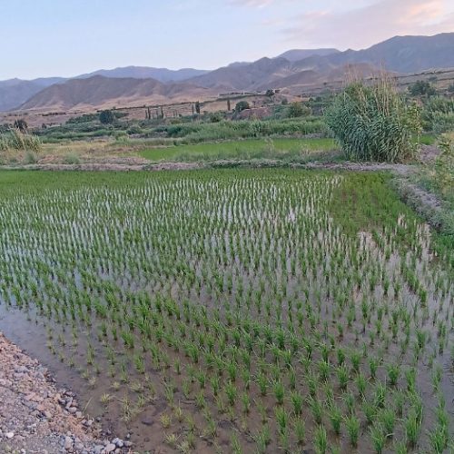 زمین ۵۰۰۰ متری با برنج به فروش میرسد