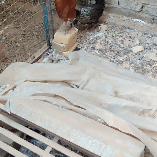 دو عدد مرغ خانگی