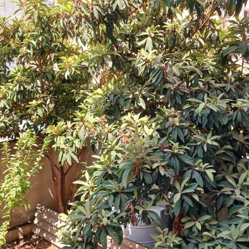 اجاره آپارتمان 90 متری دو خوابه