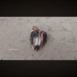 جوجه کبوتر و بلبل