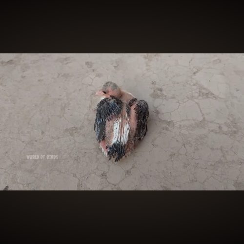 جوجه کبوتر و بلبل