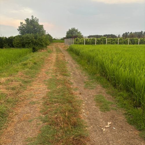 فروش زمین کشاورزی 500هزار متر در ارطه