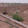 زمین فروشی به متراز 1160 درموقعیت عالی نزدیک بافت روستا