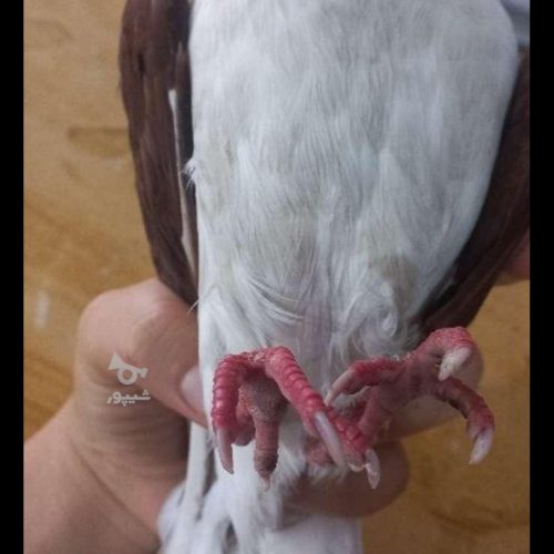 کبوتر خوشگل