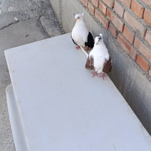 یک جفت کبوتر عالی