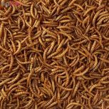 کرم میلورم زند