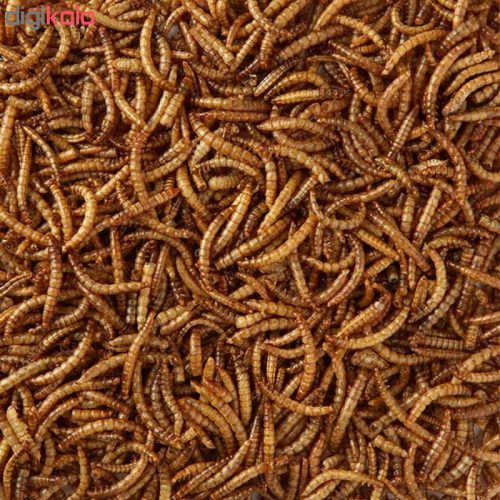 کرم میلورم زند