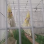 عروس هلندی جفت لوتینو