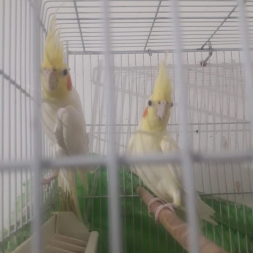 عروس هلندی جفت لوتینو