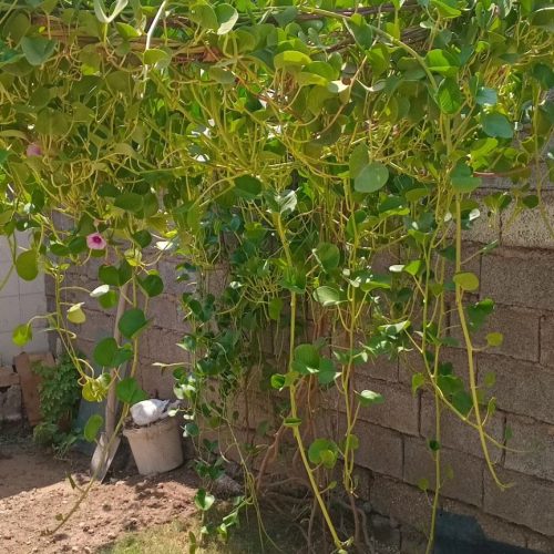 خانه در کریشان به فروش می رسد