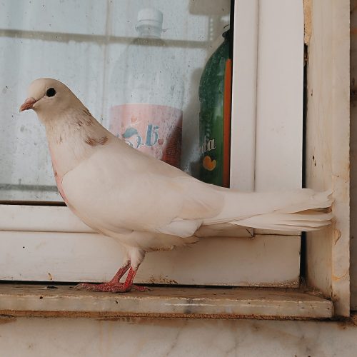 کبوتر طوقی کاکلی ماده