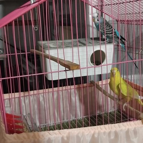 یه جفت مرغ عشق فروشی