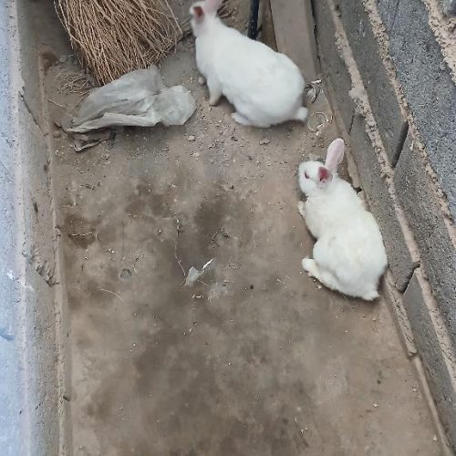 خرگوش  جفت