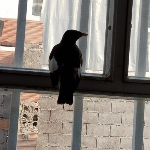 جوجه مینا اصل