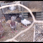 ده عددنرجنگی سیرسیمی همه زدوخردی