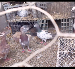 ده عددنرجنگی سیرسیمی همه زدوخردی