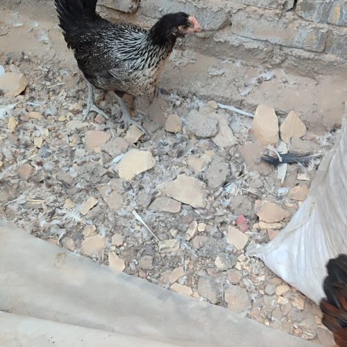 دو عدد مرغ خانگی