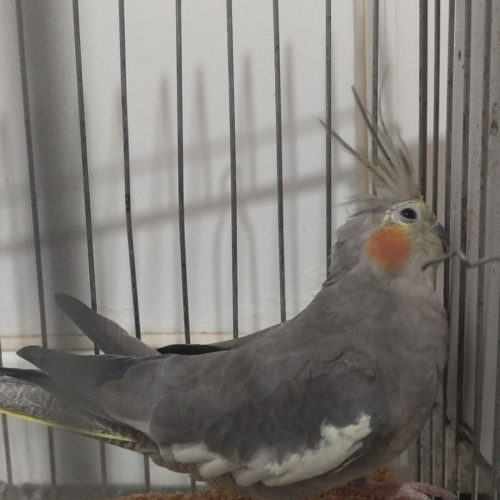 یک جفت عروس هلند