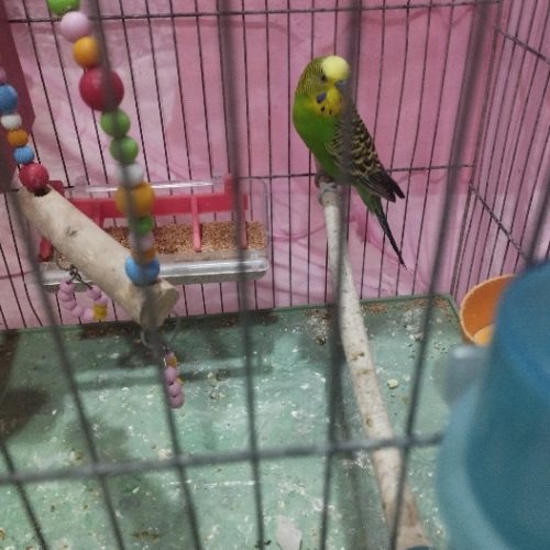 دو جفت مرغ عشق