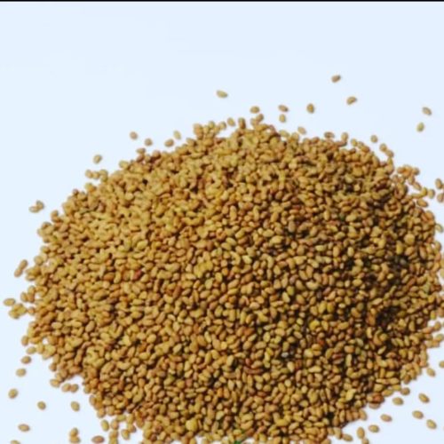 فروش بذر