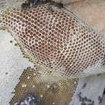 عسل کوهی