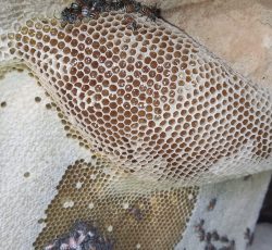 عسل کوهی