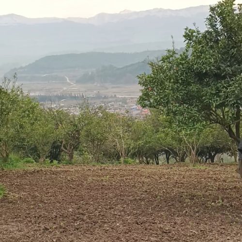 فروش فوری  زمین باغی