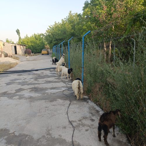 بزغاله (گیسک)