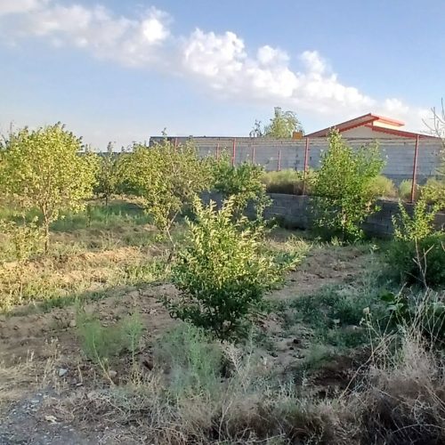 فروش زمین ویلایی وباغ  همراه با درختان و آب ساعتی