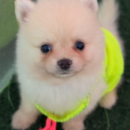 دونه ای 15 تومن 2 تا موجود هس نر و ماده