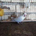 طوطی برزیلی