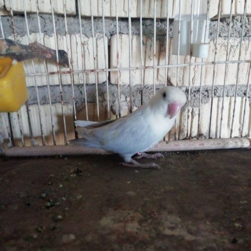 طوطی برزیلی