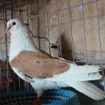 3 عدد شیرازی