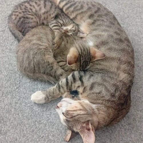 گربه مادر با دوبچه گربه ماده