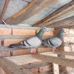 یک جفت سرعتی مسافت