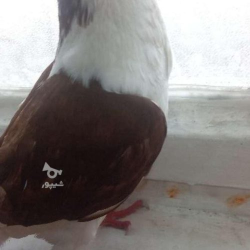 کبوتر خوشگل