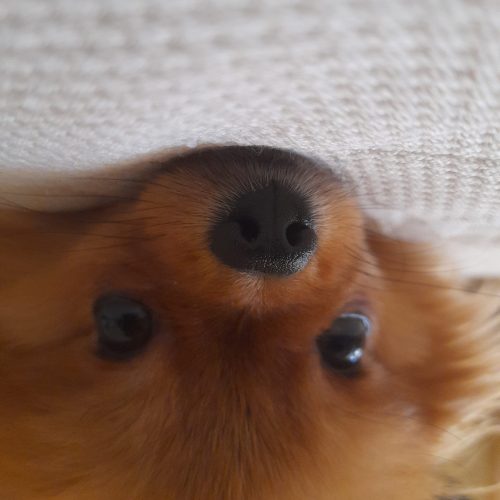 سگ پامر پرتقالی