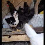 دوتا جوجه خروس و یه جوجه مرغ