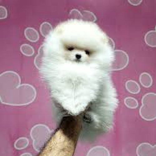 فروش یک جفت نر و ماده سه ماهه پامرین خرسی