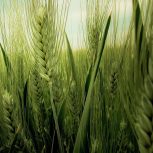 فروش ویژه زمین برای باغ و باغ شهری