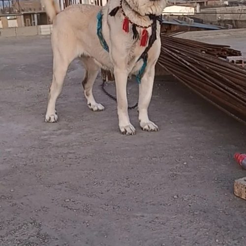 ماده سگ کانگال