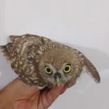 فروش یه جقد 40 روزه