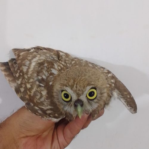 فروش یه جقد 40 روزه