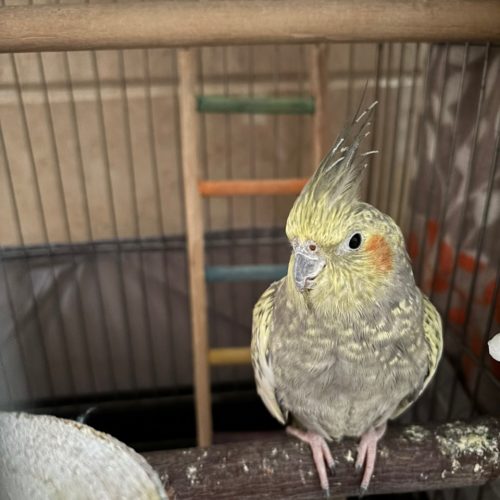 عروس هلندی ماده