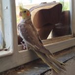 عروس هلندی نر